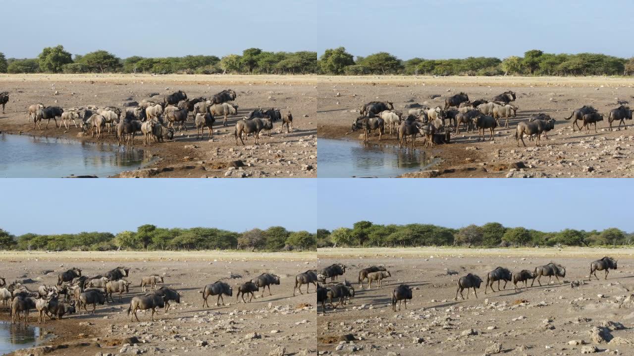 非洲纳米比亚野生蓝色牛羚大群