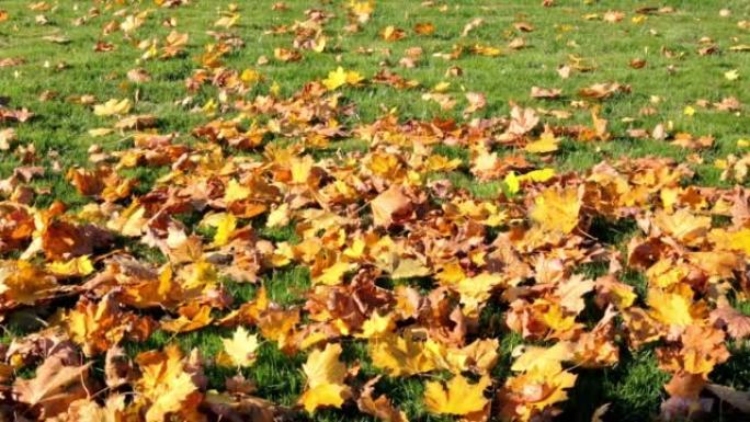 干黄色和橙色落叶枫叶中的绿草。秋季。冬天前最后一次割草后美丽的草坪。领土护理、施肥和植物饲养。晴朗的