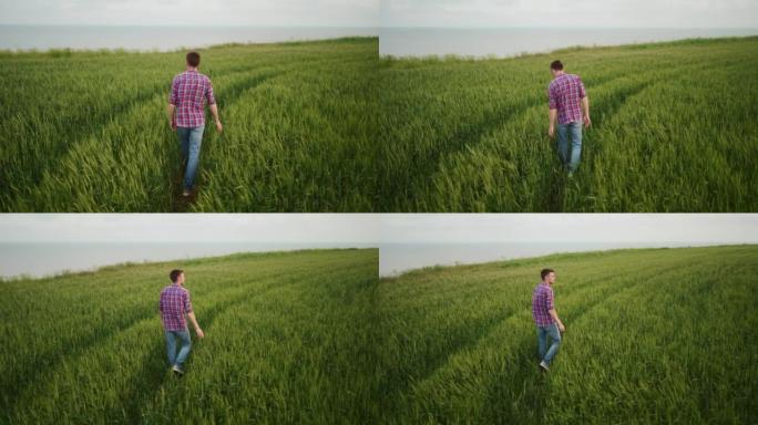 农民走在绿色的黑麦地里，用手触摸着正在成熟的麦穗。农学家正在穿过风景优美的农田，可以看到海景。农业，