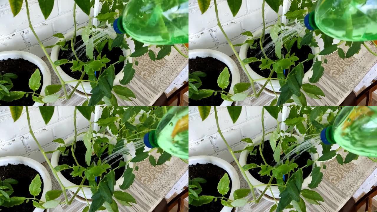 用自制喷壶给家庭植物浇水，慢动作视频