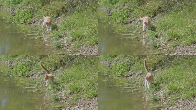 一只可爱的年轻的橙色白色短毛猫在湖岸上猎杀青蛙的慢动作