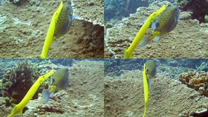 黄色的bow鱼，然后是黄色的小号鱼在健康的珊瑚礁上游泳
