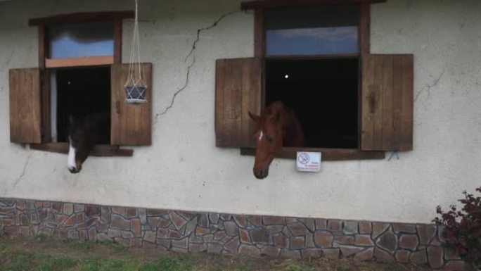 许多黑鬃毛的马把头伸出窗户，站在马厩里