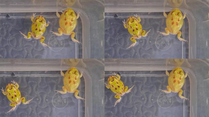 黄角蛙在水中游泳。