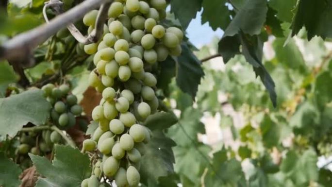 一束成熟的绿色葡萄从上方悬挂在沿着天花板爬行的藤蔓上。秋天带来了新的葡萄收成，可用于酿酒和榨汁。