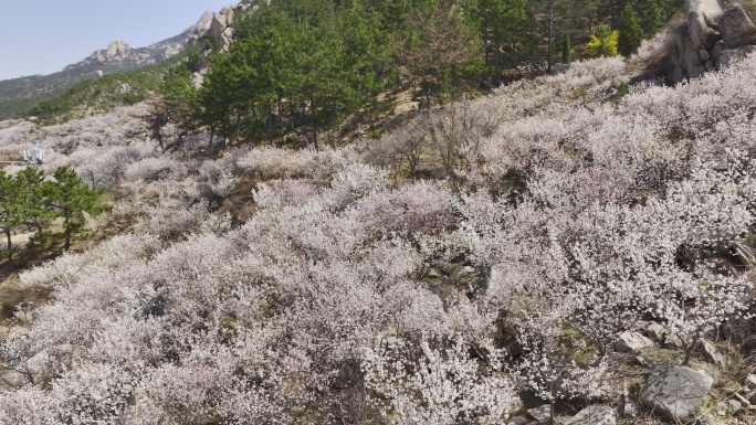 航拍崂山北九水的春天景色