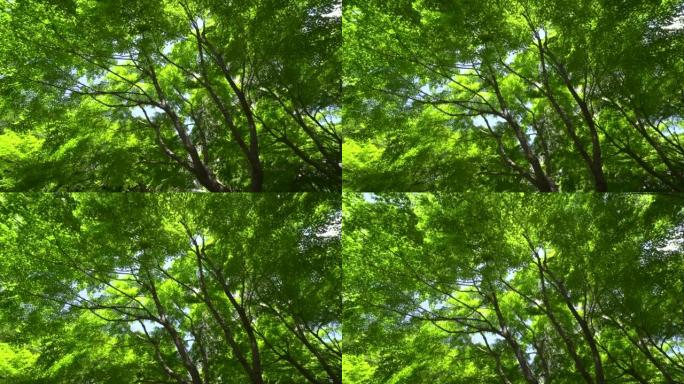 春天的新鲜绿树树林树木绿色