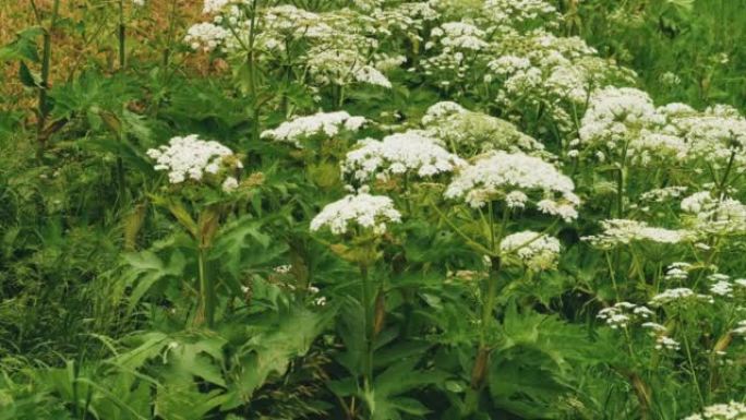 一种猪草植物 (Heracleum sibiricum)