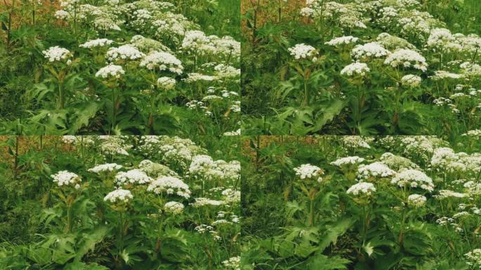 一种猪草植物 (Heracleum sibiricum)