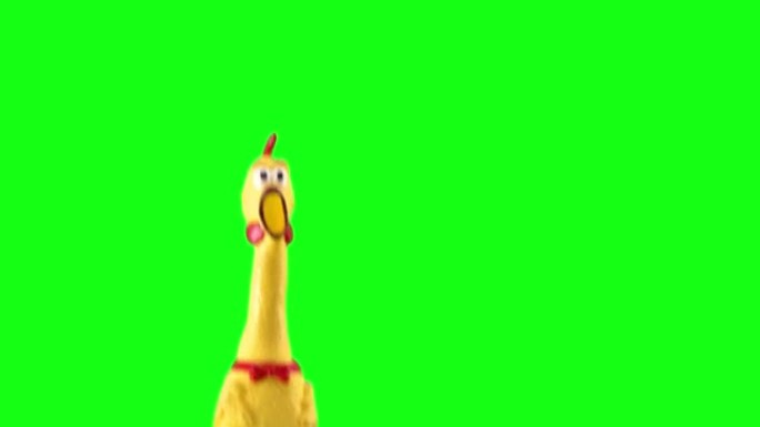 橡胶玩具，黄色鸡或鸭。笑话。一只手抓住玩具。鸡尖叫，大叫。绿屏。