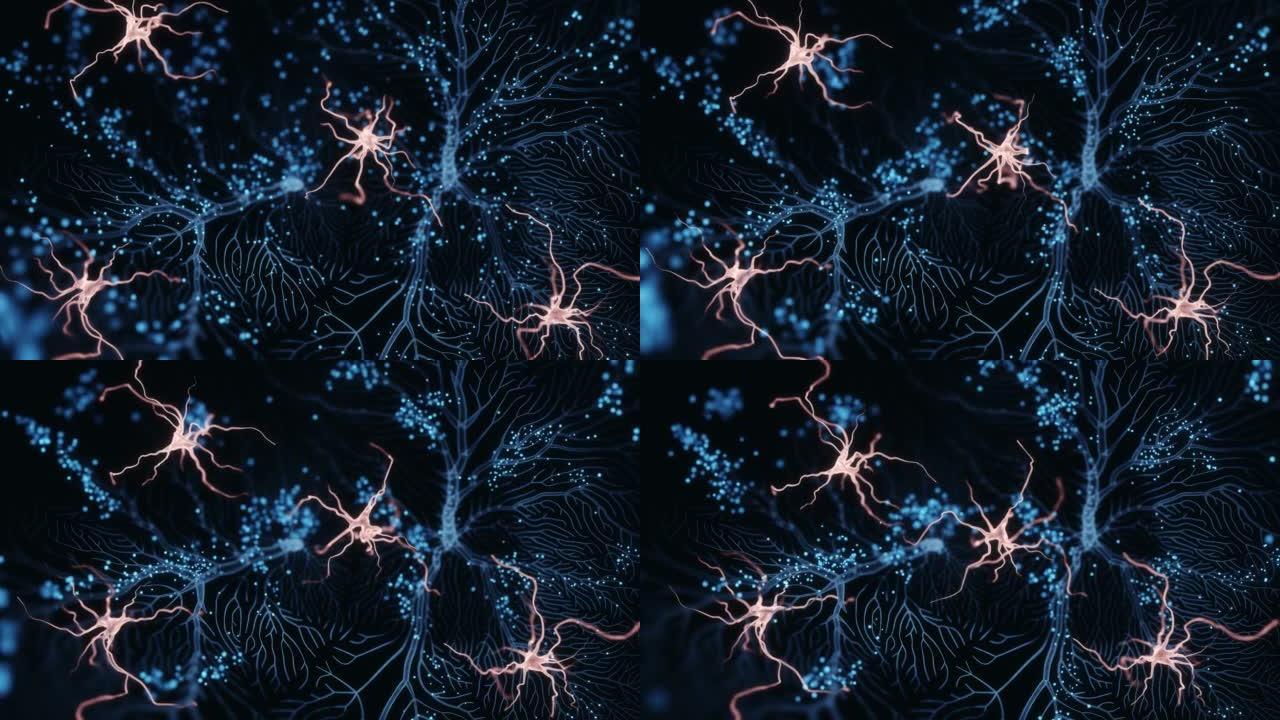 神经元和小胶质细胞