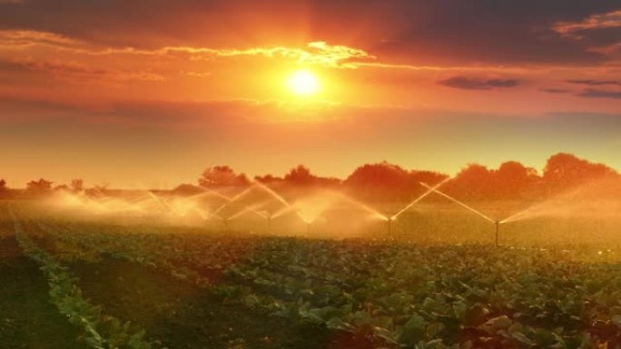 日落时灌溉系统浇灌白菜田
