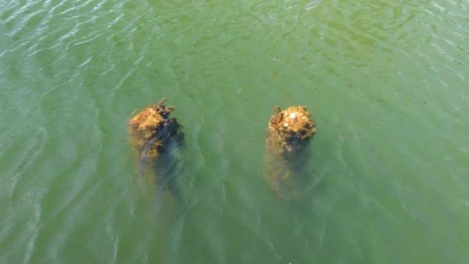 池塘水中的木桩破碎的码头。硬币位于障碍上。掷硬币的传统