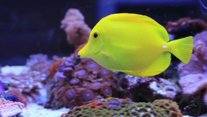 最受欢迎的咸水水族馆鱼的视频，黄色汤 (zebrasoma flavescens)
