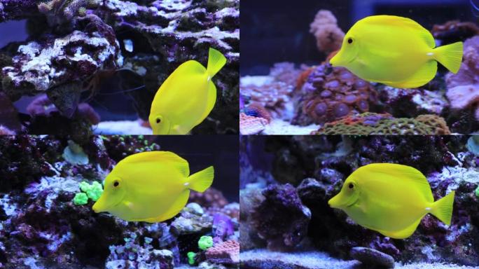 最受欢迎的咸水水族馆鱼的视频，黄色汤 (zebrasoma flavescens)