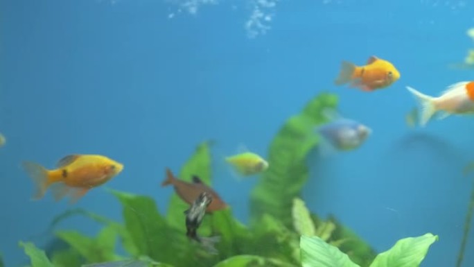 五颜六色的异国鱼在深蓝色的水上水族馆里游泳，绿色的热带植物