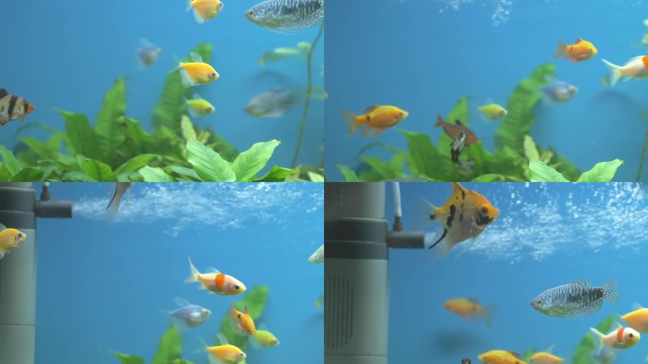 五颜六色的异国鱼在深蓝色的水上水族馆里游泳，绿色的热带植物