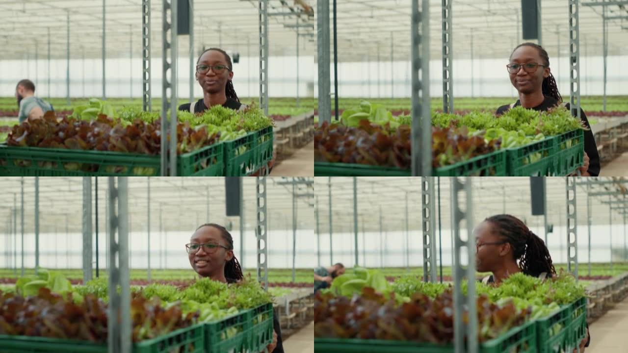 非裔美国温室工人的肖像推着装有不同类型生菜的板条箱，环顾四周