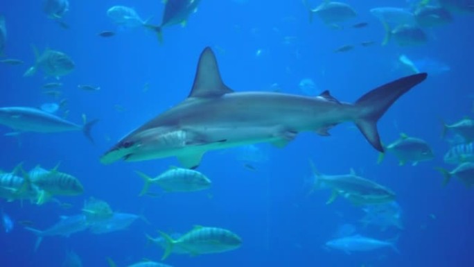 鲨鱼在水下游泳。在水域上观看海底海洋动物