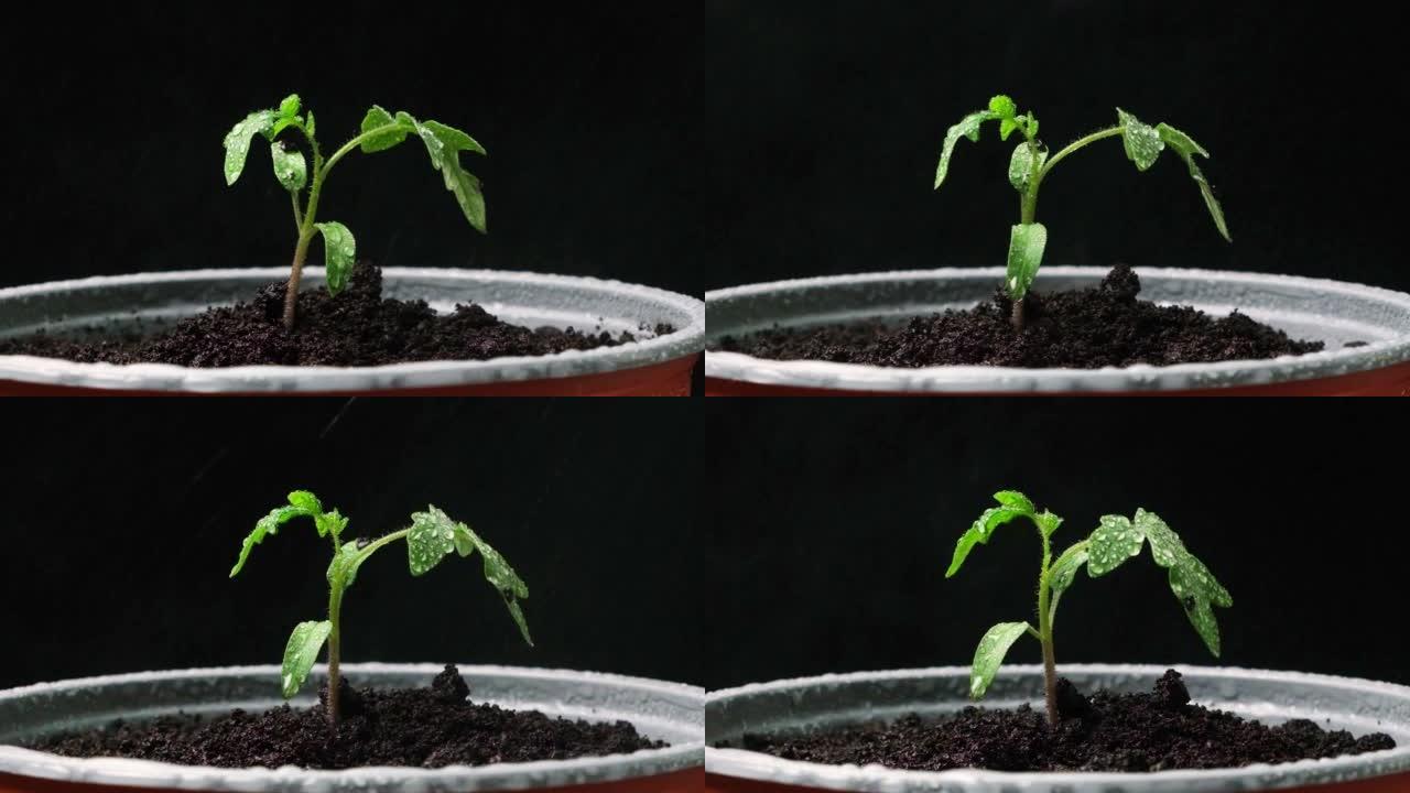 一步一步地从种子中种植西红柿。步骤10-在锅里给幼苗浇水。