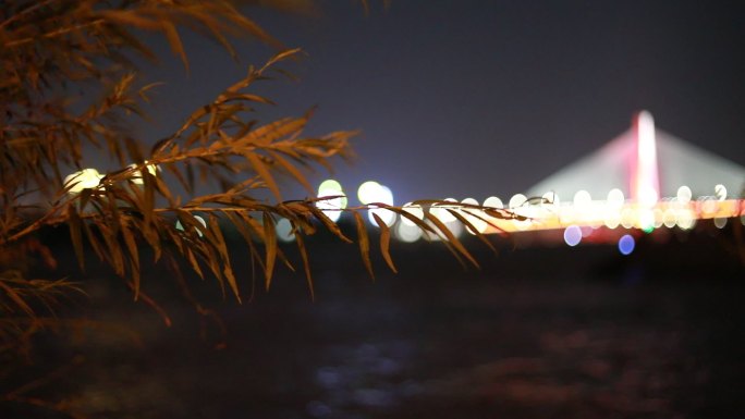 夜景大桥河边树叶飘动