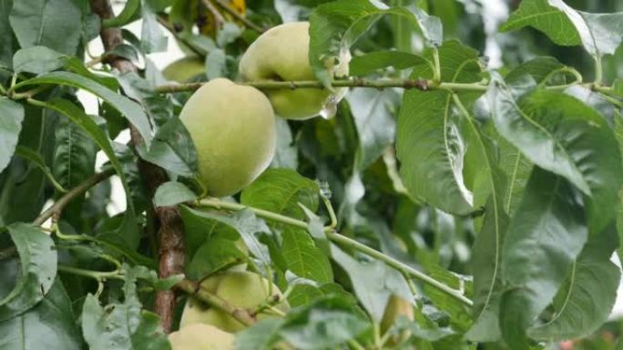 种植桃子。叶子间树枝上成熟的青桃。种植健康水果。有机农业业务。