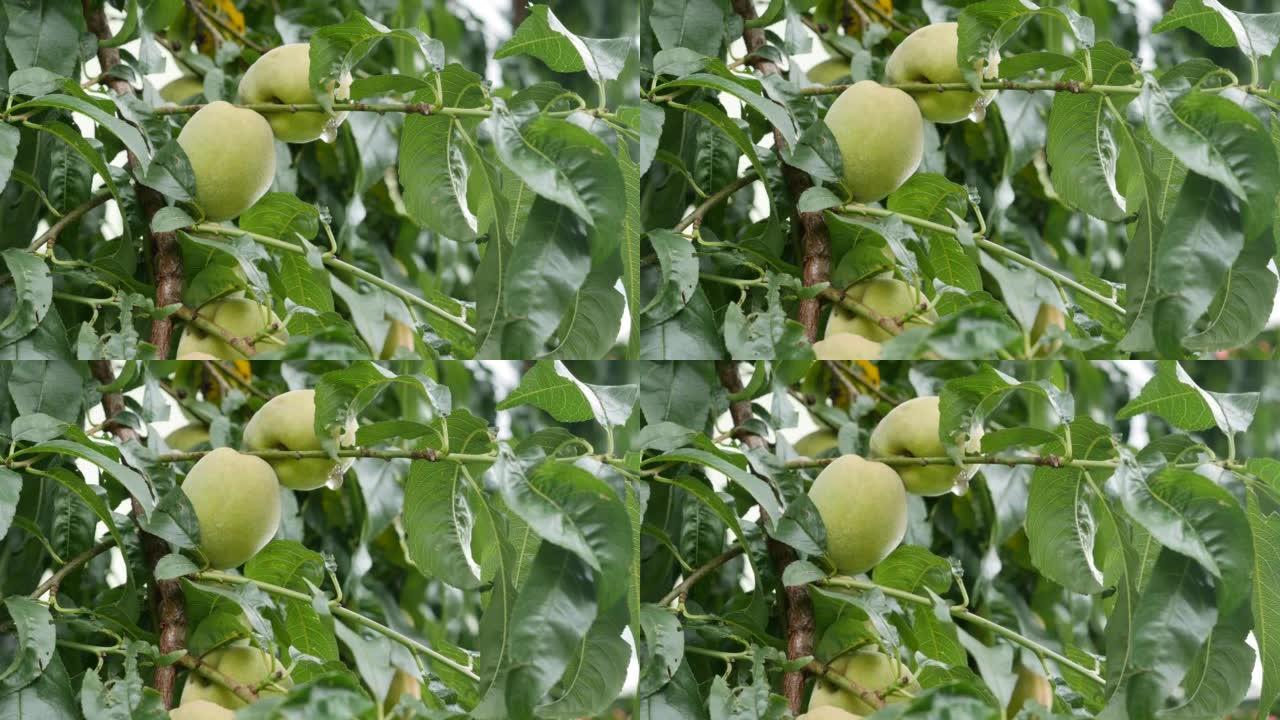 种植桃子。叶子间树枝上成熟的青桃。种植健康水果。有机农业业务。