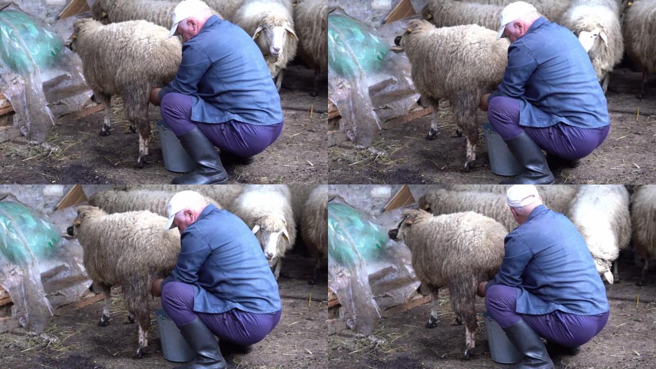 农夫正在用羊圈挤奶