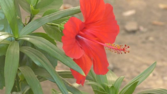 芙蓉中国花或中国玫瑰 (拉丁文.Hibiscus rosa-sinensis) 红