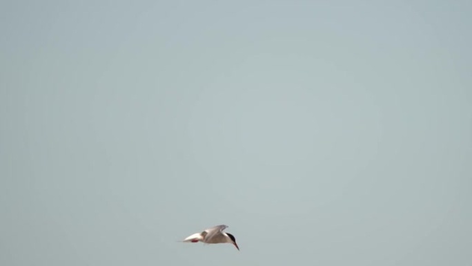 在海上捕食的普通燕鸥 (Sterna hirundo)