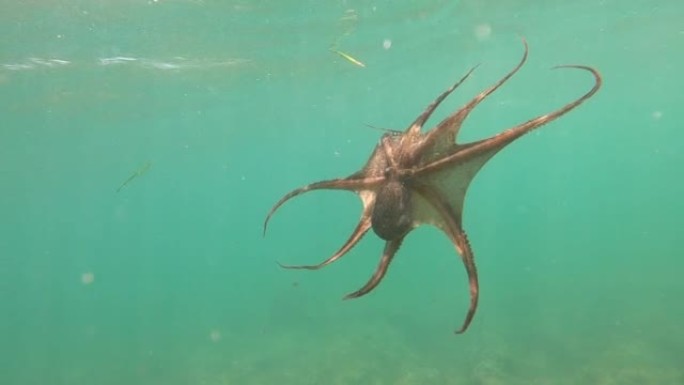 野生章鱼在地中海水下游泳