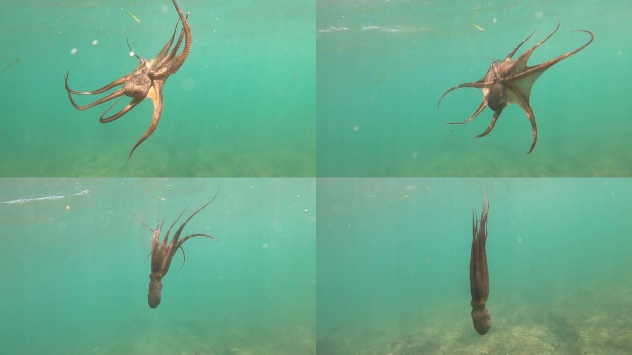 野生章鱼在地中海水下游泳
