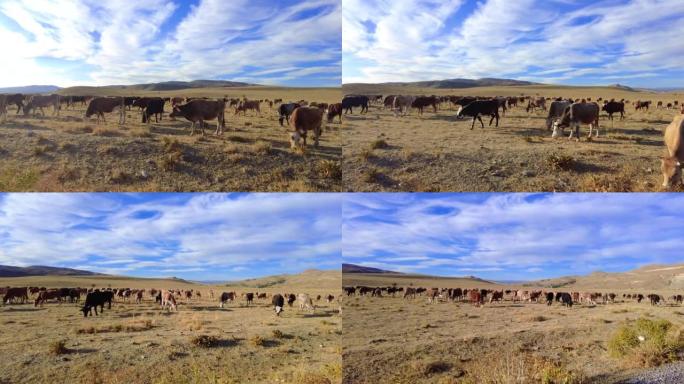 从车窗记录下来的牛群，背景是蓝天和云。
