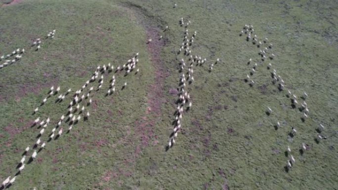 干牧场羊群的鸟瞰图