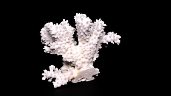 黑色背景上的白色海洋珊瑚特写，细节