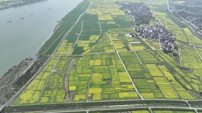 富阳美丽乡村油菜花花田