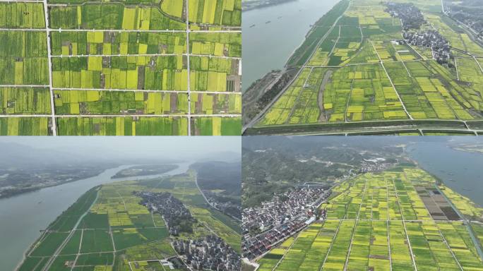富阳美丽乡村油菜花花田