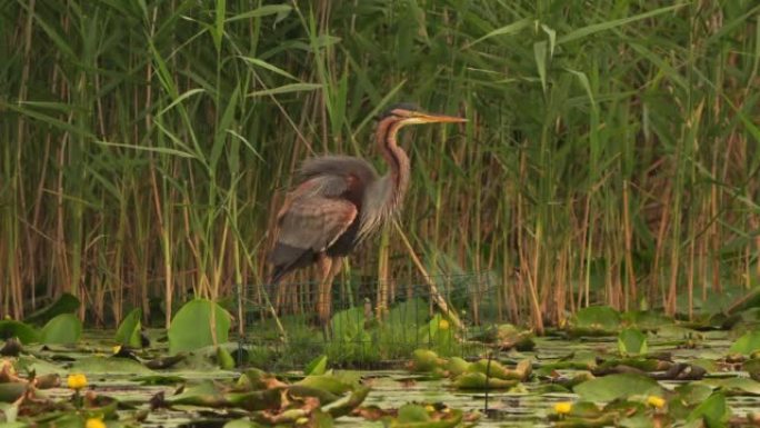 紫鹭 (Ardea purpurea) 摇动羽毛并飞起