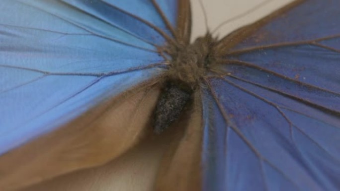 blue dried tropical butterfly under glass rotates 