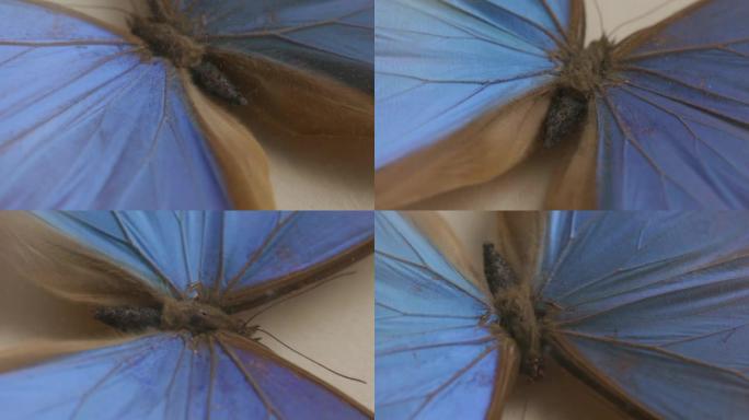 blue dried tropical butterfly under glass rotates 