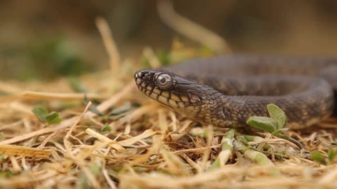 夏天的骰子蛇。
特写蛇伸出舌头。
这是一种欧亚无毒蛇，属于水蛇科。
爬行动物，爬行动物，长蛇。
野生