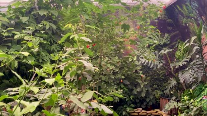 Butterflies fly in the butterfly farm. nature.