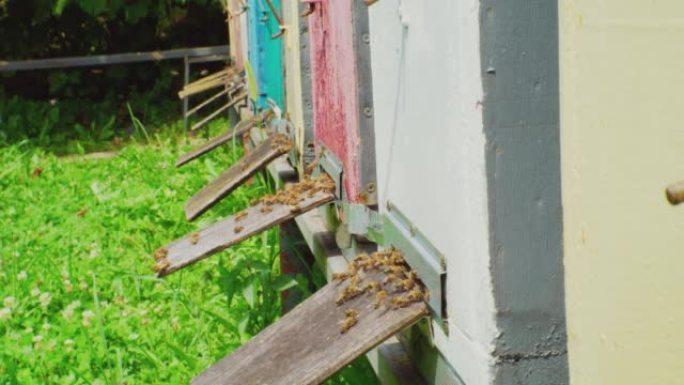 在阳光明媚的夏日，许多工作的蜜蜂飞出蜂箱中的蜂箱。特写