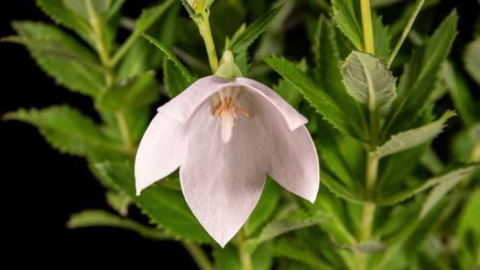 白色桔梗花在黑色背景上的时间流逝中开放开花。轮菊芽生长