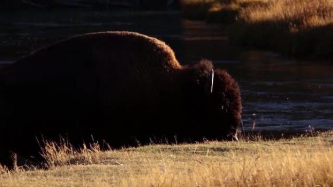 三头野牛横渡麦迪逊河，黄石国家公园。