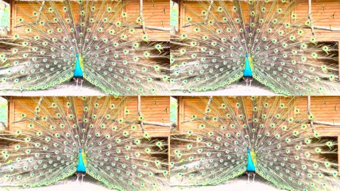 一只年轻的孔雀展示它的羽毛来吸引雌性。帕沃·克里塔斯