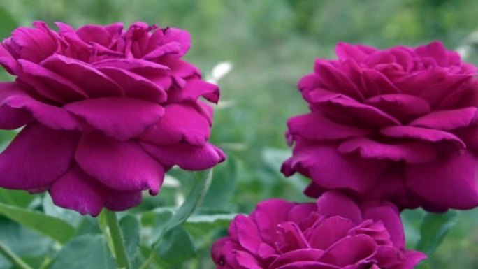花园中的三朵粉红色紫红色玫瑰