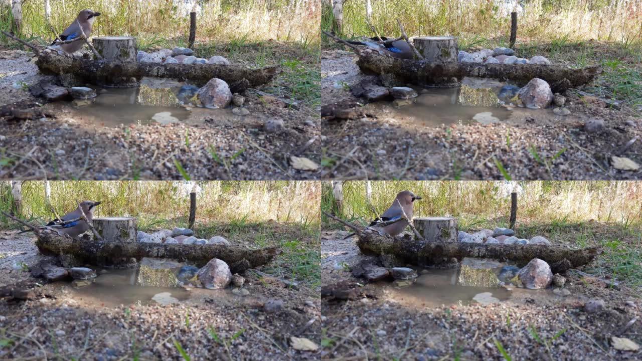野生森林鸟杰伊从森林里的水坑里喝水。视频。