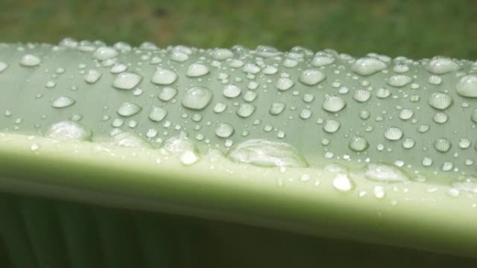 摘要背景绿芭蕉叶带水滴，雨季自然概念。