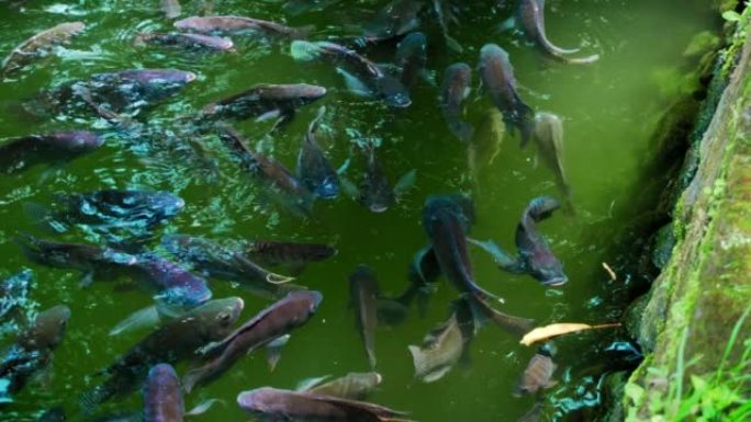 一条鱼在巴厘岛的绿水中的人工湖中游泳